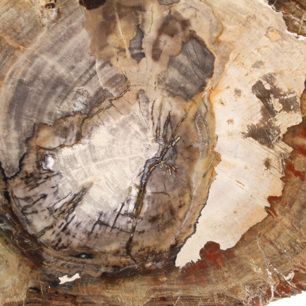 Petrified wood ornament, polished slice, collector's item, Madagascar