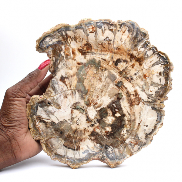 Petrified wood fossil, large polished slice, decorative ornament, Madagascar Petrified wood fossil, large polished slice, decorative ornament, Madagascar