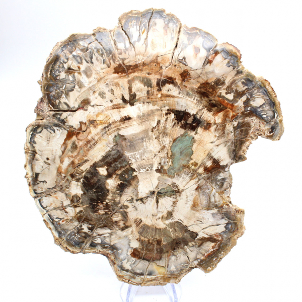 Petrified wood fossil, large polished slice, decorative ornament, Madagascar Petrified wood fossil, large polished slice, decorative ornament, Madagascar