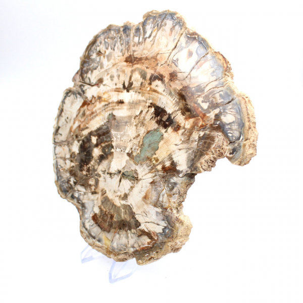 Petrified wood fossil, large polished slice, decorative ornament, Madagascar Petrified wood fossil, large polished slice, decorative ornament, Madagascar