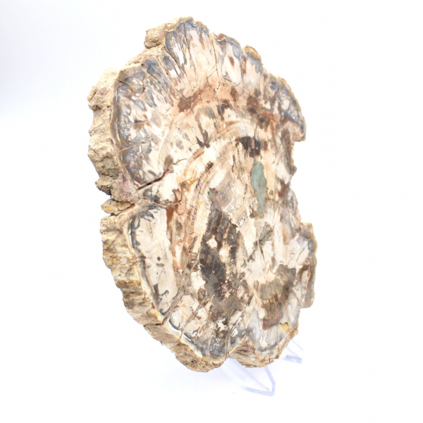 Petrified wood fossil, large polished slice, decorative ornament, Madagascar Petrified wood fossil, large polished slice, decorative ornament, Madagascar