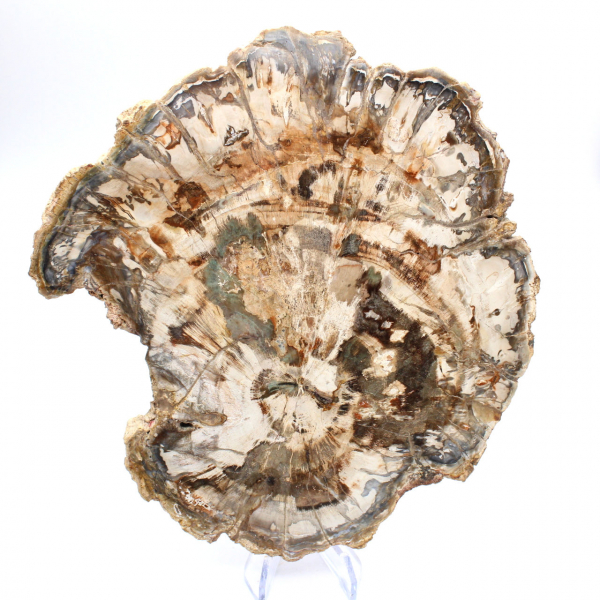 Petrified wood fossil, large polished slice, decorative ornament, Madagascar Petrified wood fossil, large polished slice, decorative ornament, Madagascar