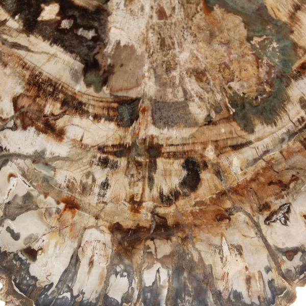 Petrified wood fossil, large polished slice, decorative ornament, Madagascar Petrified wood fossil, large polished slice, decorative ornament, Madagascar