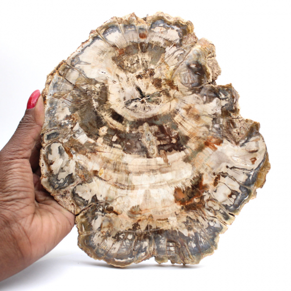 Polished slice of fossilized (petrified) wood, massive specimen, Madagascar Polished slice of fossilized (petrified) wood, massive specimen, Madagascar