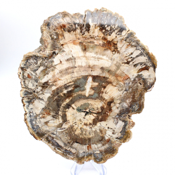 Polished slice of fossilized (petrified) wood, massive specimen, Madagascar Polished slice of fossilized (petrified) wood, massive specimen, Madagascar