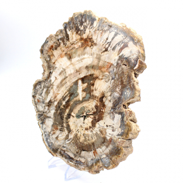Polished slice of fossilized (petrified) wood, massive specimen, Madagascar Polished slice of fossilized (petrified) wood, massive specimen, Madagascar