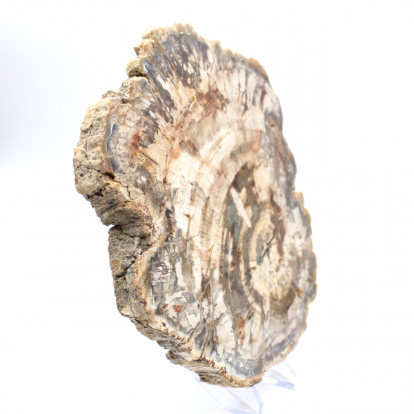 Polished slice of fossilized (petrified) wood, massive specimen, Madagascar Polished slice of fossilized (petrified) wood, massive specimen, Madagascar