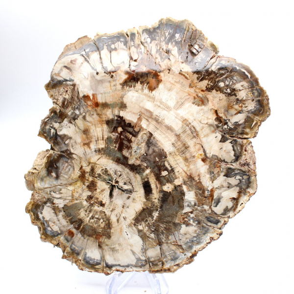 Polished slice of fossilized (petrified) wood, massive specimen, Madagascar Polished slice of fossilized (petrified) wood, massive specimen, Madagascar
