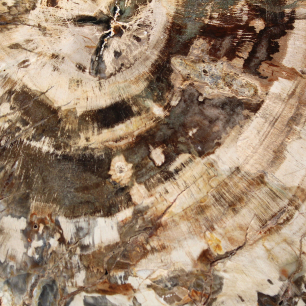 Polished slice of fossilized (petrified) wood, massive specimen, Madagascar Polished slice of fossilized (petrified) wood, massive specimen, Madagascar
