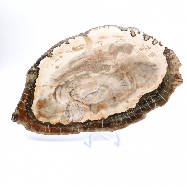 Petrified wood (slice), polished collector's item, fossil from Madagascar Petrified wood (slice), polished collector's item, fossil from Madagascar