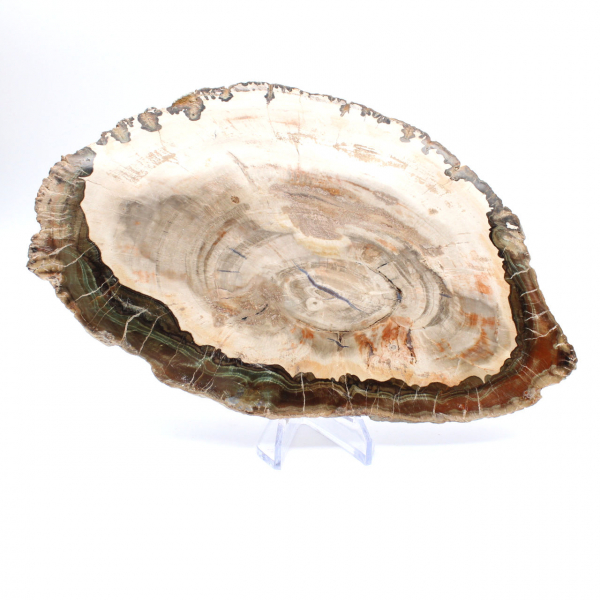 Petrified wood (slice), polished collector's item, fossil from Madagascar Petrified wood (slice), polished collector's item, fossil from Madagascar
