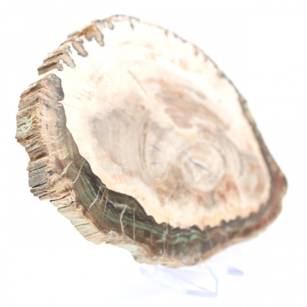 Petrified wood (slice), polished collector's item, fossil from Madagascar Petrified wood (slice), polished collector's item, fossil from Madagascar