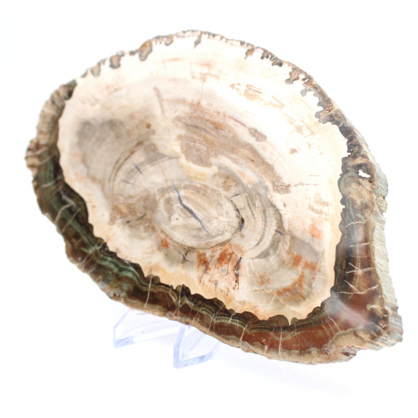 Petrified wood (slice), polished collector's item, fossil from Madagascar Petrified wood (slice), polished collector's item, fossil from Madagascar