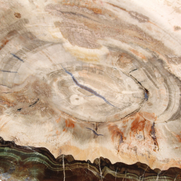 Petrified wood (slice), polished collector's item, fossil from Madagascar Petrified wood (slice), polished collector's item, fossil from Madagascar