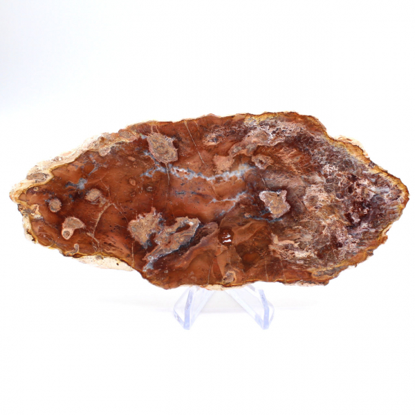Polished petrified wood slice, small fossil ornament, Madagascar Polished petrified wood slice, small fossil ornament, Madagascar