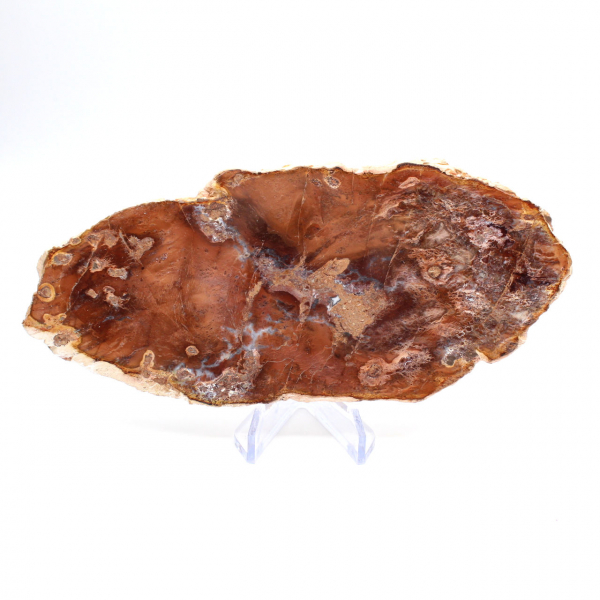 Polished petrified wood slice, small fossil ornament, Madagascar Polished petrified wood slice, small fossil ornament, Madagascar