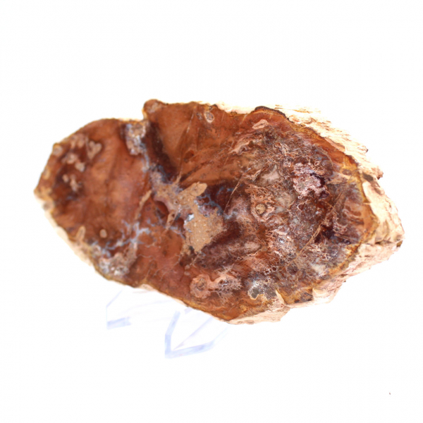 Polished petrified wood slice, small fossil ornament, Madagascar Polished petrified wood slice, small fossil ornament, Madagascar