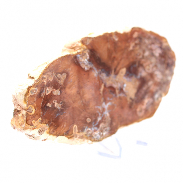 Polished petrified wood slice, small fossil ornament, Madagascar Polished petrified wood slice, small fossil ornament, Madagascar