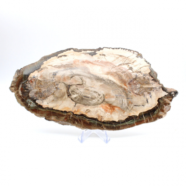Fossilized wood polished slice, prestigious decorative specimen, Madagascar