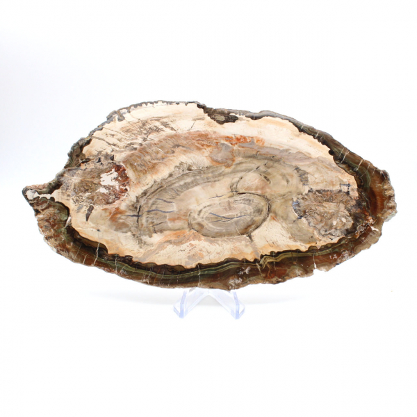 Fossilized wood polished slice, prestigious decorative specimen, Madagascar