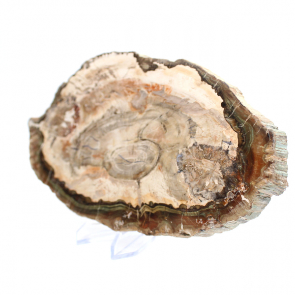 Fossilized wood polished slice, prestigious decorative specimen, Madagascar