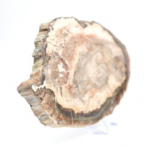 Fossilized wood polished slice, prestigious decorative specimen, Madagascar