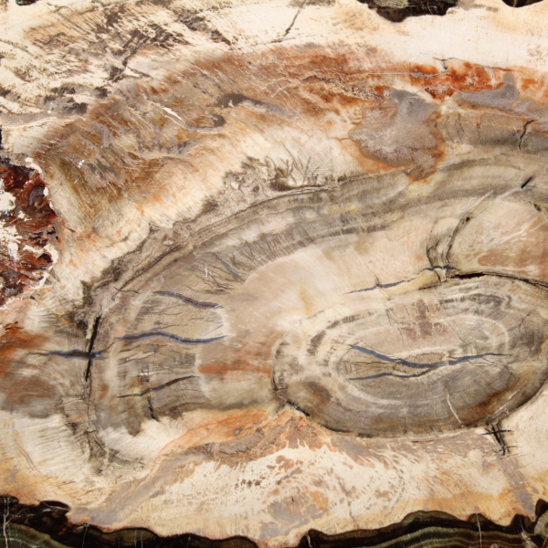 Fossilized wood polished slice, prestigious decorative specimen, Madagascar