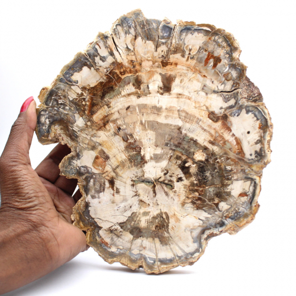 Polished petrified wood slice, tree fossil, Madagascar collection