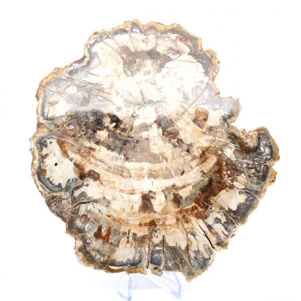 Polished petrified wood slice, tree fossil, Madagascar collection