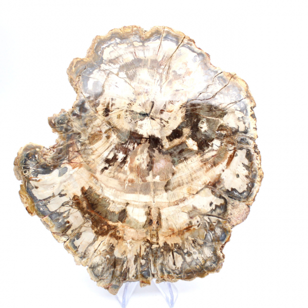 Polished petrified wood slice, tree fossil, Madagascar collection
