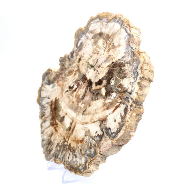 Polished petrified wood slice, tree fossil, Madagascar collection