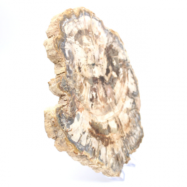 Polished petrified wood slice, tree fossil, Madagascar collection