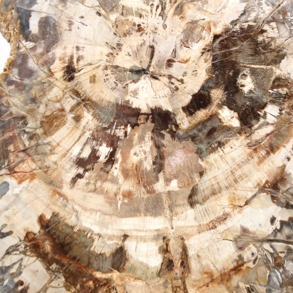 Polished petrified wood slice, tree fossil, Madagascar collection