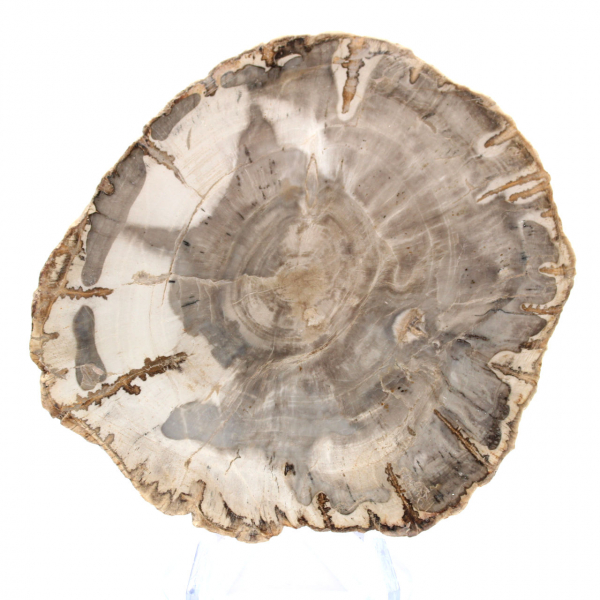Mini polished petrified wood slice, small collectible fossil, Madagascar Mini polished petrified wood slice, small collectible fossil, Madagascar