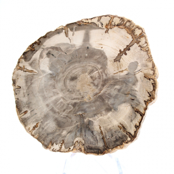 Mini polished petrified wood slice, small collectible fossil, Madagascar Mini polished petrified wood slice, small collectible fossil, Madagascar