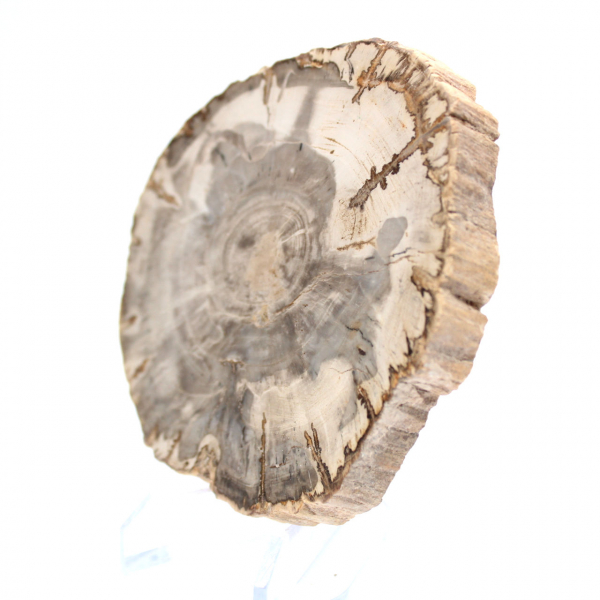 Mini polished petrified wood slice, small collectible fossil, Madagascar Mini polished petrified wood slice, small collectible fossil, Madagascar