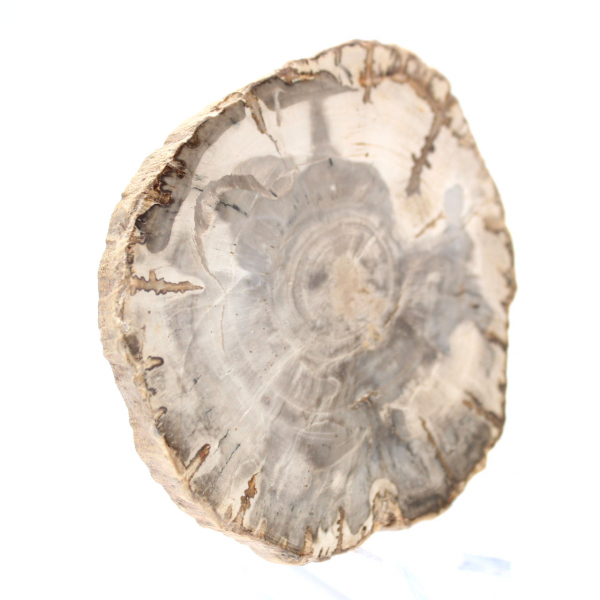 Mini polished petrified wood slice, small collectible fossil, Madagascar Mini polished petrified wood slice, small collectible fossil, Madagascar