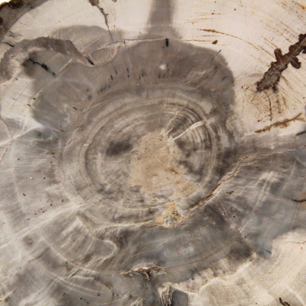 Mini polished petrified wood slice, small collectible fossil, Madagascar Mini polished petrified wood slice, small collectible fossil, Madagascar