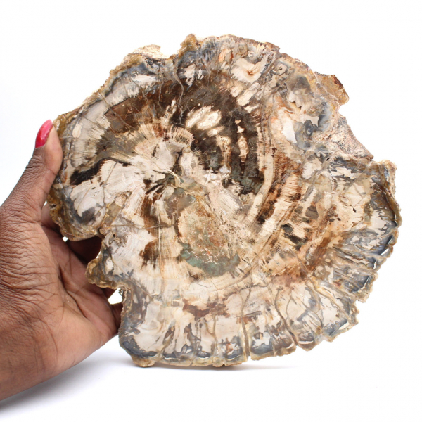 Large slice of polished fossilized wood, unique ornament, Madagascar