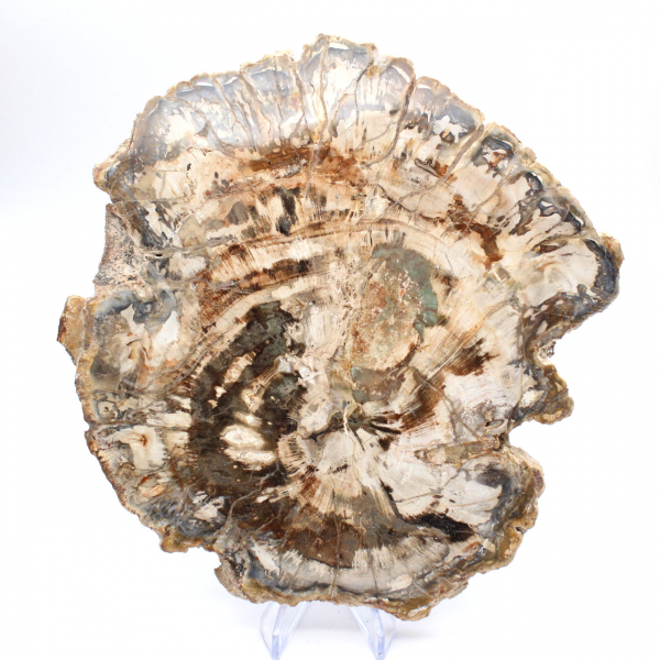 Large slice of polished fossilized wood, unique ornament, Madagascar