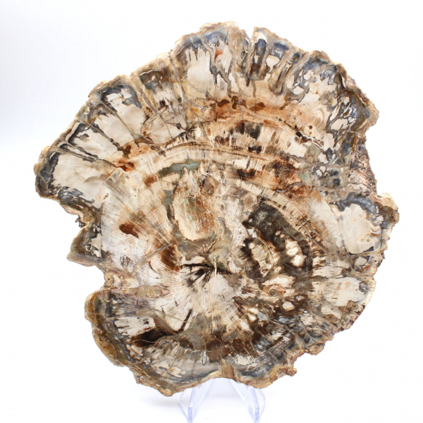 Large slice of polished fossilized wood, unique ornament, Madagascar
