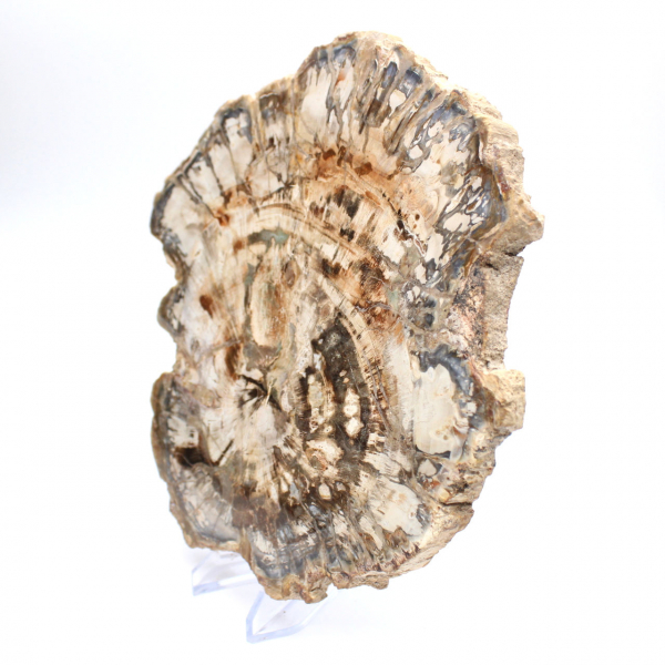 Large slice of polished fossilized wood, unique ornament, Madagascar