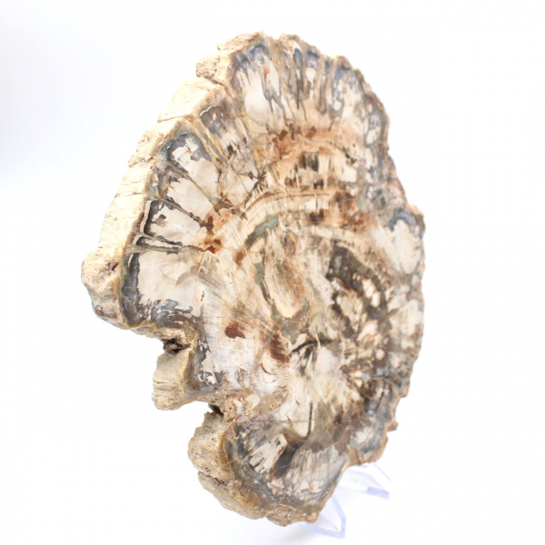 Large slice of polished fossilized wood, unique ornament, Madagascar