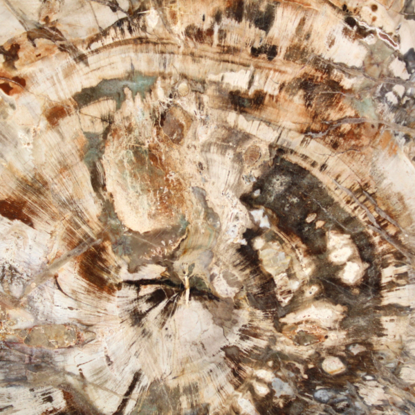Large slice of polished fossilized wood, unique ornament, Madagascar
