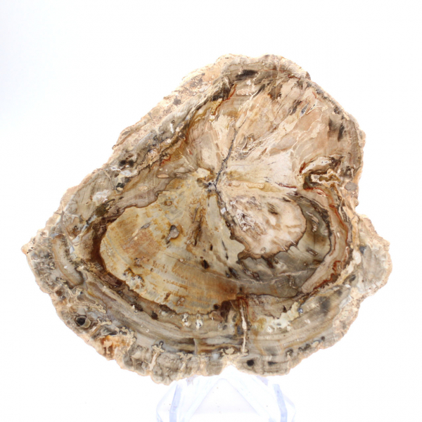 Small polished petrified wood specimen, decorative fossil slice, Madagascar