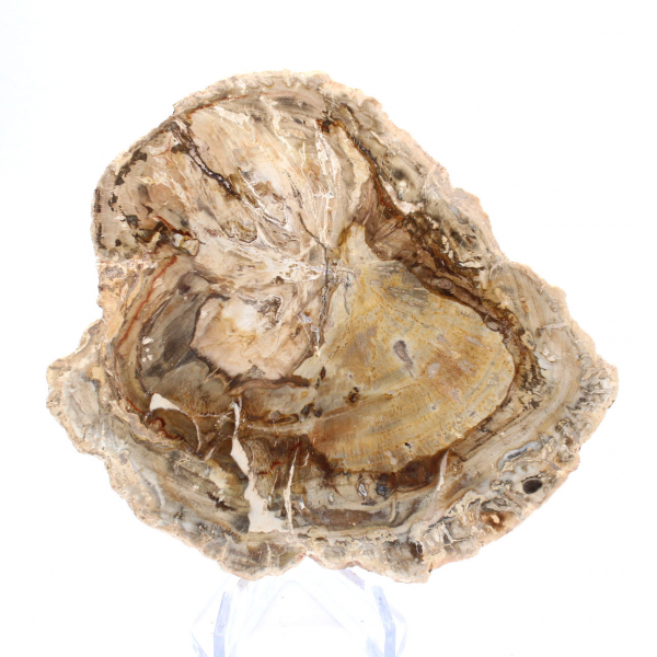 Small polished petrified wood specimen, decorative fossil slice, Madagascar