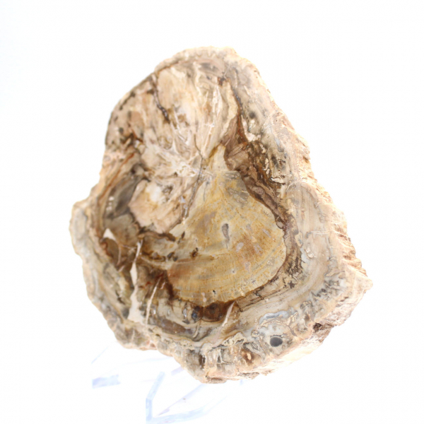Small polished petrified wood specimen, decorative fossil slice, Madagascar