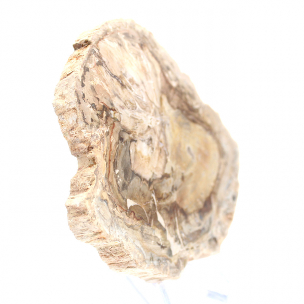 Small polished petrified wood specimen, decorative fossil slice, Madagascar