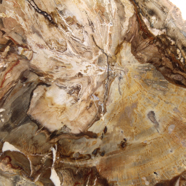 Small polished petrified wood specimen, decorative fossil slice, Madagascar