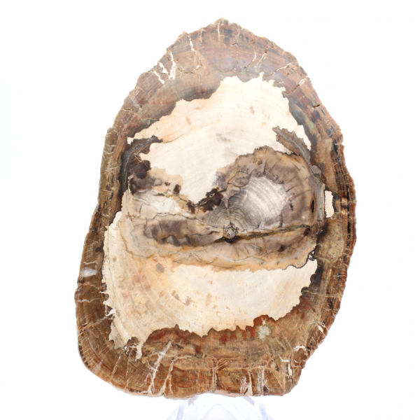 Polished fossil wood slice, character ornament, Madagascar Polished fossil wood slice, character ornament, Madagascar